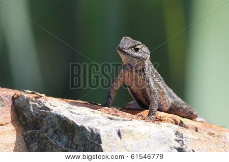 Western Fence Lizard on a Rock