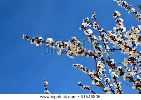 spring flowers