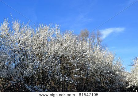 flowering trees