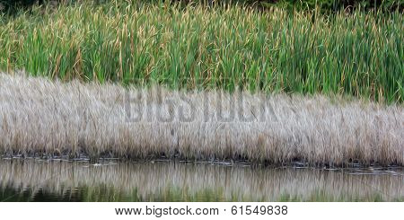 Oil Painting Stylized Photo Of Levels Of Water Vegetation At The Shore Of A Lake: Yellow Grass And G