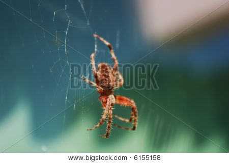 Ragno e web