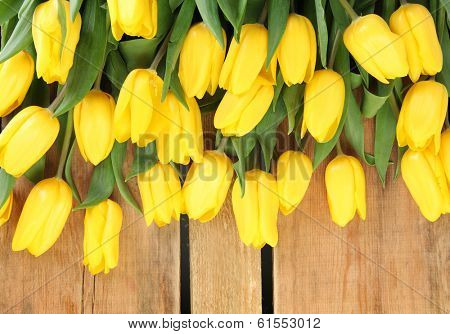 fresh yellow tulips on wooden background