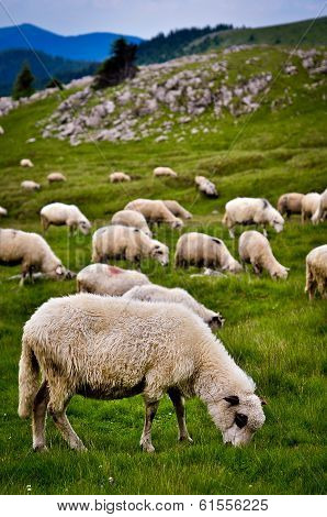 Mountain sheep grazing