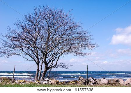 Tree At Coast