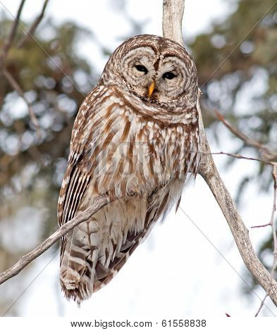 Barred Owl