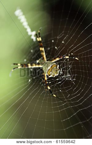 A pregnant spider buildind a web for trapping insects.