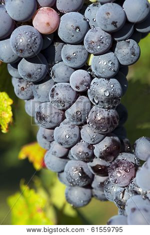 Vineyard grape cluster