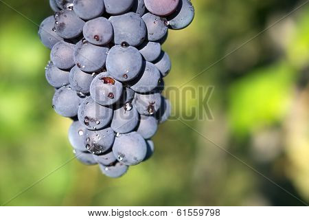 Vineyard grape cluster. Barbera