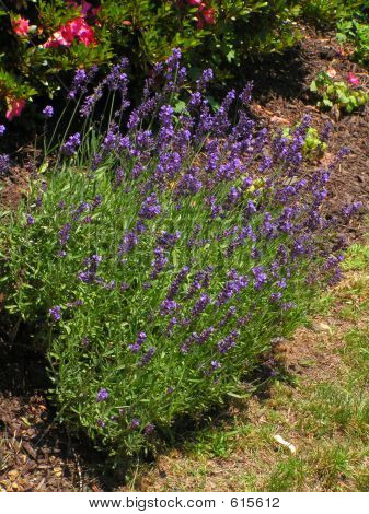 ดอกไม้หอม Lavendar