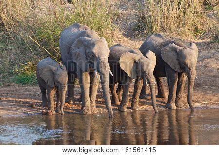 Elephants drinking
