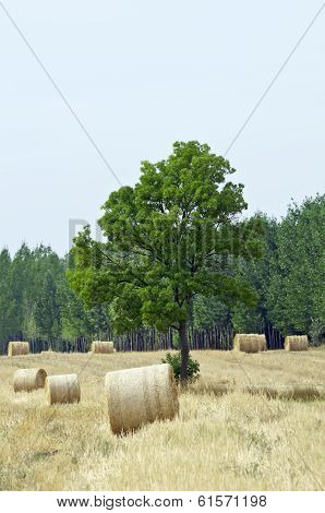 Straw Bales And Tree