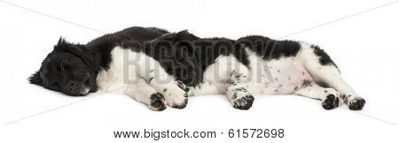 Stabyhoun puppies lying down together, resting, isolated on white