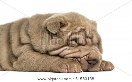 Close-up of a Shar Pei puppy sleeping, isolated on white