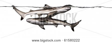 Blacktip reef sharks swimming together at the surface of the water, Carcharhinus melanopterus, isolated on white