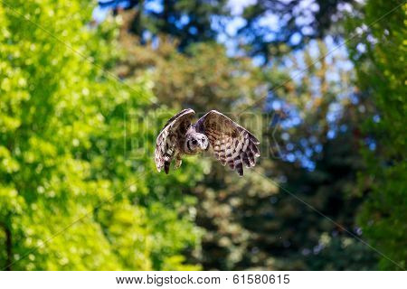 Flying Owl