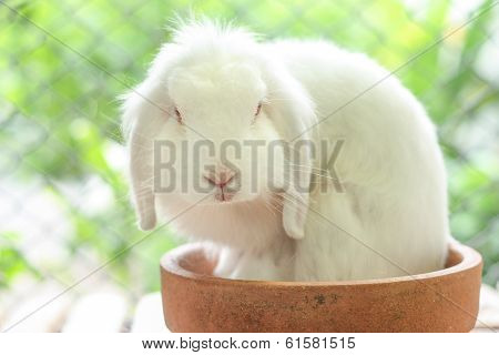 White lop rabbit