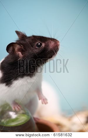 hamster climb