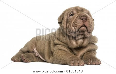 Shar Pei puppy lying, dozing, isolated on white