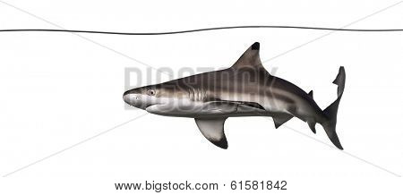 Blacktip reef shark swimming under water line, Carcharhinus melanopterus, isolated on white