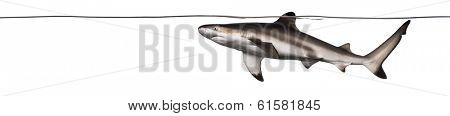 Blacktip reef shark swimming at the surface of the water, Carcharhinus melanopterus, isolated on white