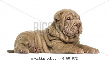 Side view of a Shar Pei puppy lying down, dozing, isolated on white
