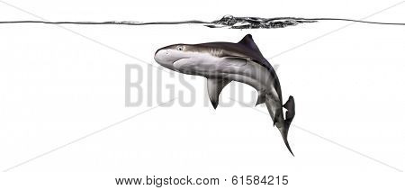 Blacktip reef shark swimming under water line viewed from below, Carcharhinus melanopterus, isolated on white