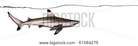 Side view of a Blacktip reef shark swimming under water line, Carcharhinus melanopterus, isolated on white