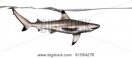 Side view of a Blacktip reef shark swimming at the surface of the water, Carcharhinus melanopterus, isolated on white