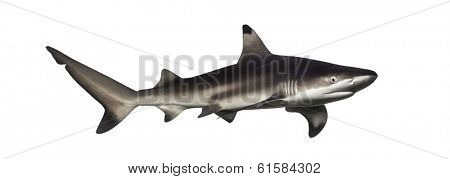 Blacktip reef shark, Carcharhinus melanopterus, isolated on white