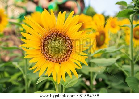 Sunflower