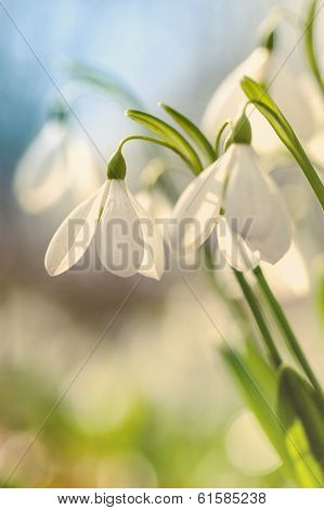 Snowdrops and lights,spring