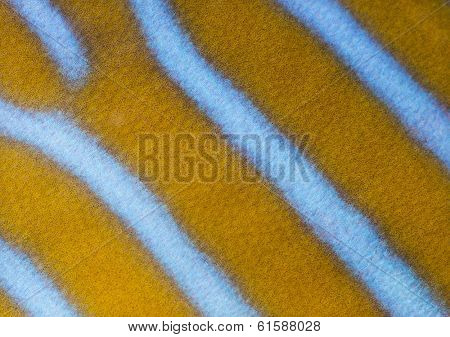 Macro of a Northern Angelfish's skin, Chaetodontoplus septentrionalis, isolated on white