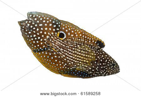 Side view of a Comet, Calloplesiops altivelis, isolated on white
