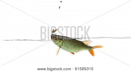 Common roach under water caught on a hook, Rutilus rutilus, isolated on white