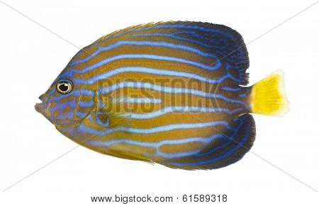 Side view of a Northern Angelfish, Chaetodontoplus septentrionalis, isolated on white