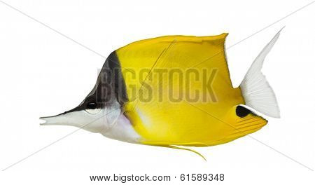 Side view of a Longnose Butterflyfish, Forcipiger longirostris, isolated on white