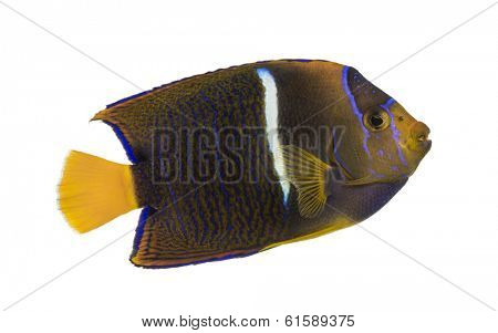 Side view of a Passer Angelfish, Holacanthus passer, isolated on white