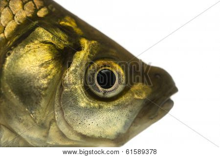 Close-up of a Crucian carp's head, Carassius carassius, isolated on white