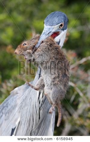 Heron Bird And Rat