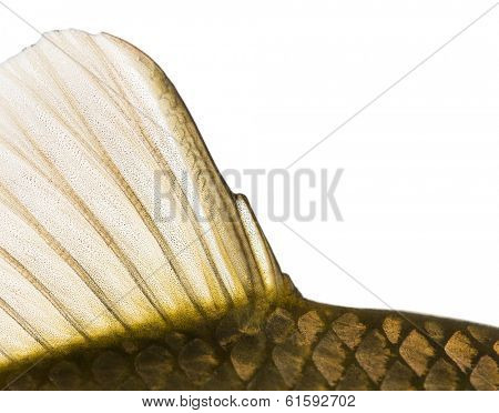 Close-up of a Crucian carp caudal fin, Carassius carassius, isolated on white