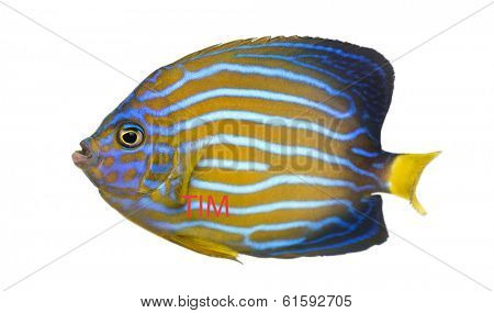 Side view of a Northern Angelfish, Chaetodontoplus septentrionalis, isolated on white