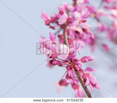 Closeup of a blooming twig of an Eastern Redbud tree against blue sky, with copy space 