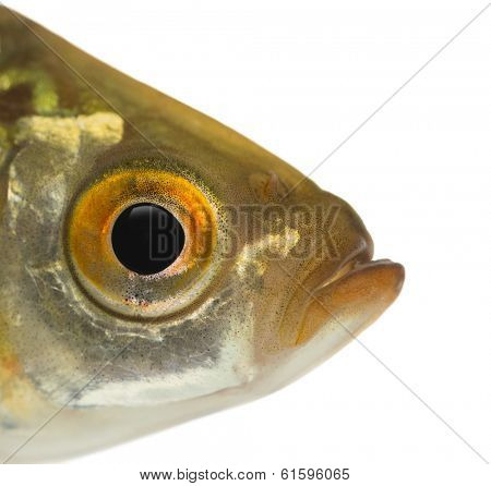 Close-up of a Common roach's head, Rutilus rutilus, isolated on white