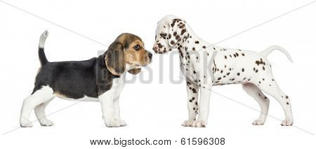 Side view of Dalmatian and Beagle puppies getting to know, isolated on white