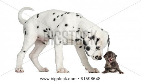 Side view of a Dalmatian puppy sniffing a kitten meowing, isolated on white