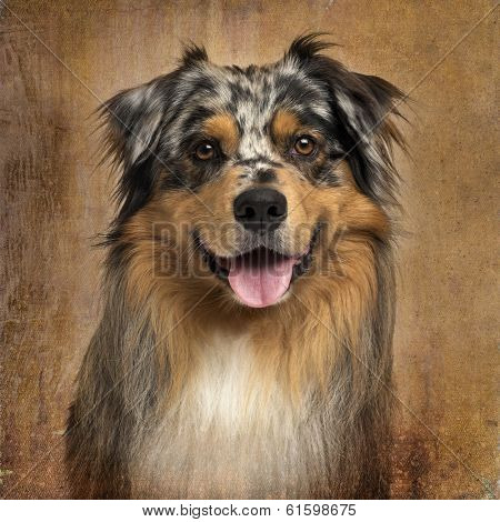 Close-up of an Australian shepherd blue merle, panting, 4 years old, on brown vintage background