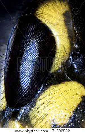 Wasp