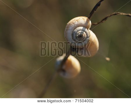 Great Ramshorn