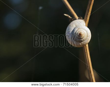Great Ramshorn