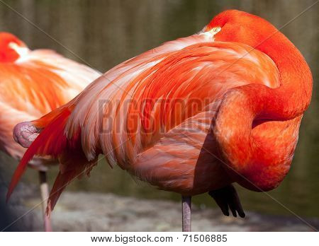 American Flamingo - Phoenicopterus Ruber - Beautiful Red Colored Bird